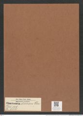 Chaetoceros diversus Cleve (de-Toni-Nr.: Genus 149, Species 4110) Zeichnungen Sammlung Grunow Mappe 04116 (Herbarium_W_Grunow_drawings_Folder_04116)